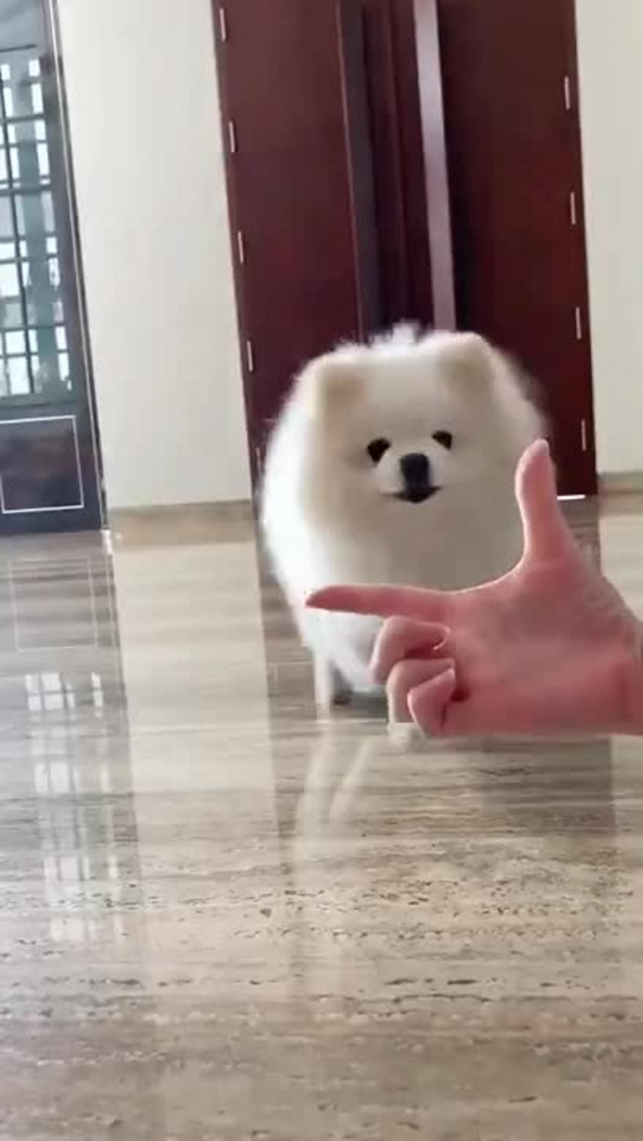 Cute dog video