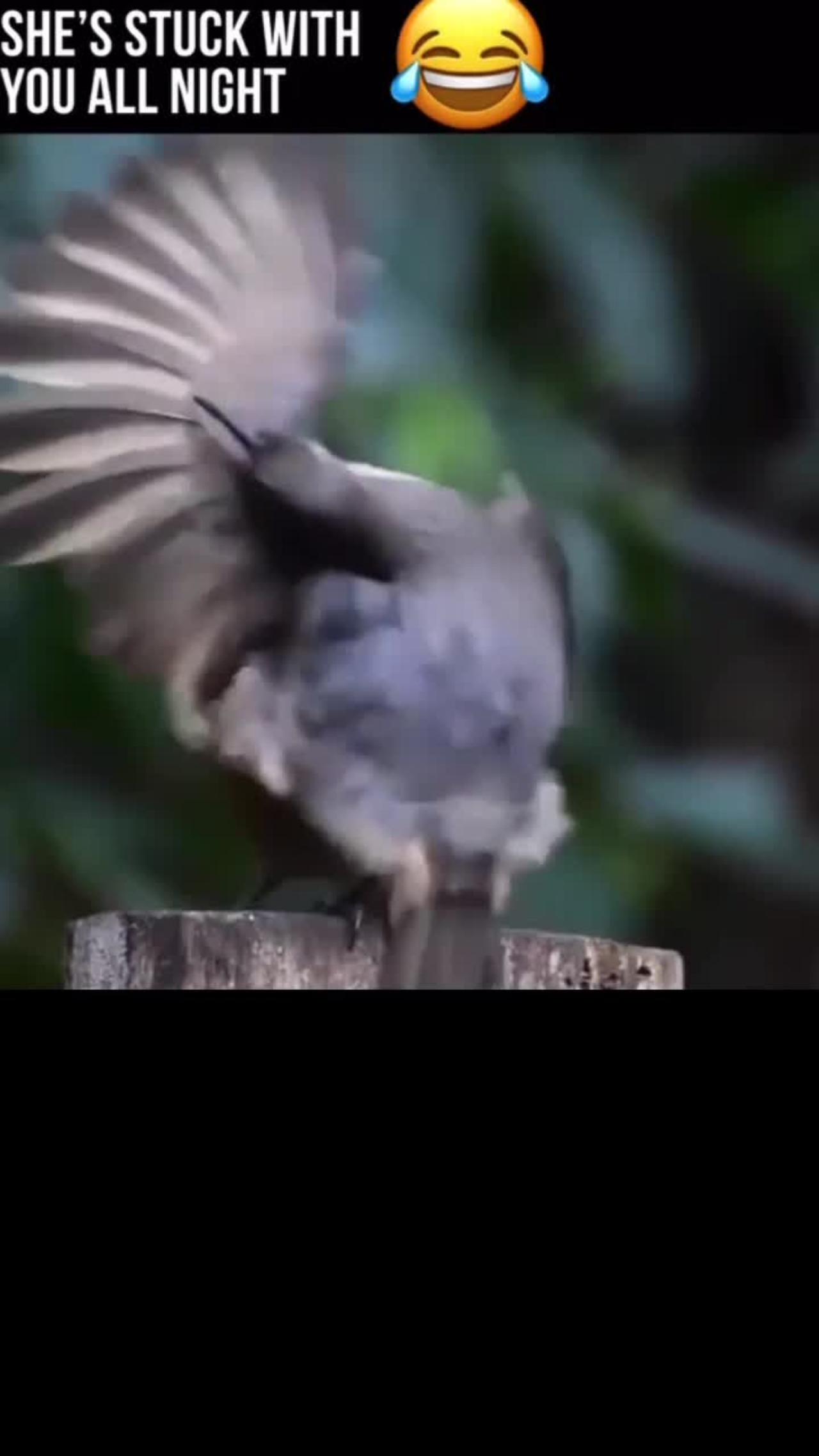 the best seduction choreography in mode ((funny birds))