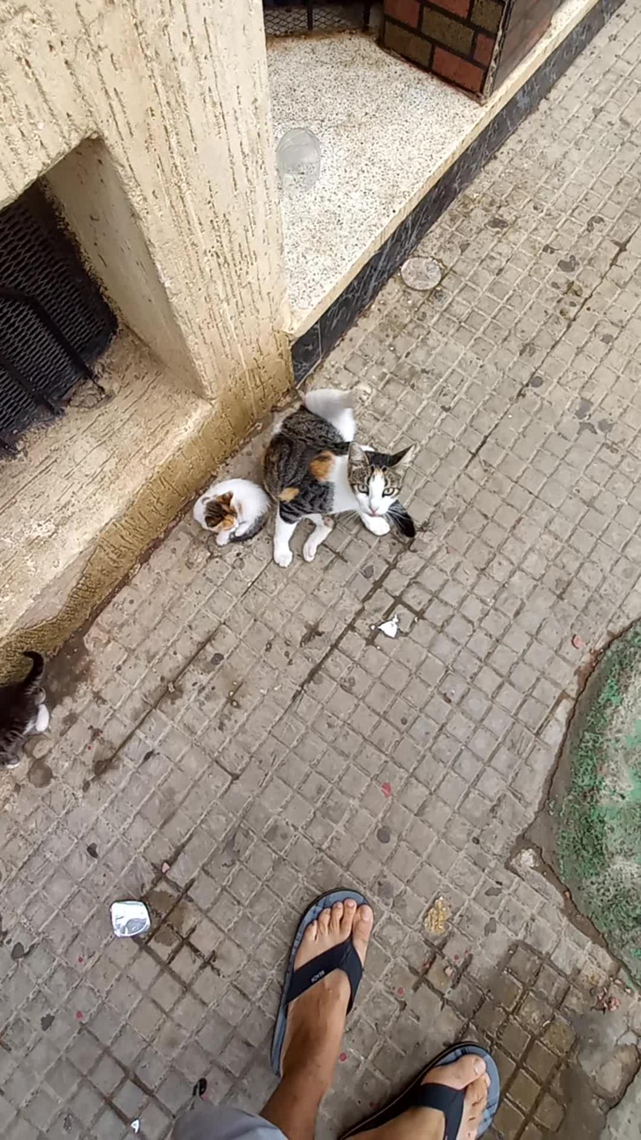 Cat mother with her baby