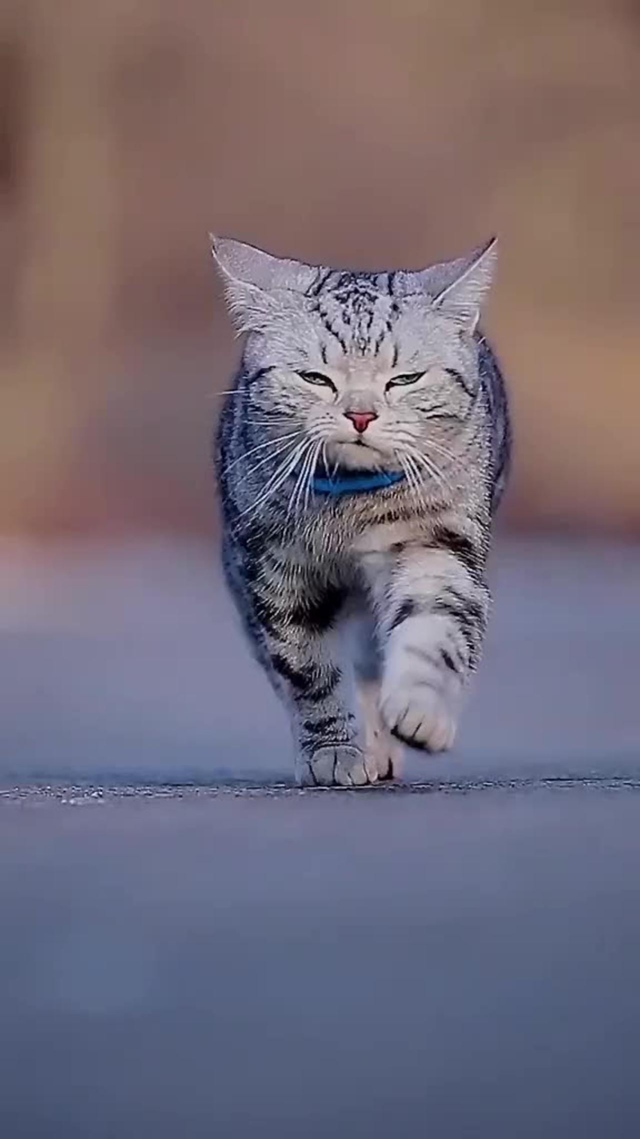 Cute Cat kitten Videos