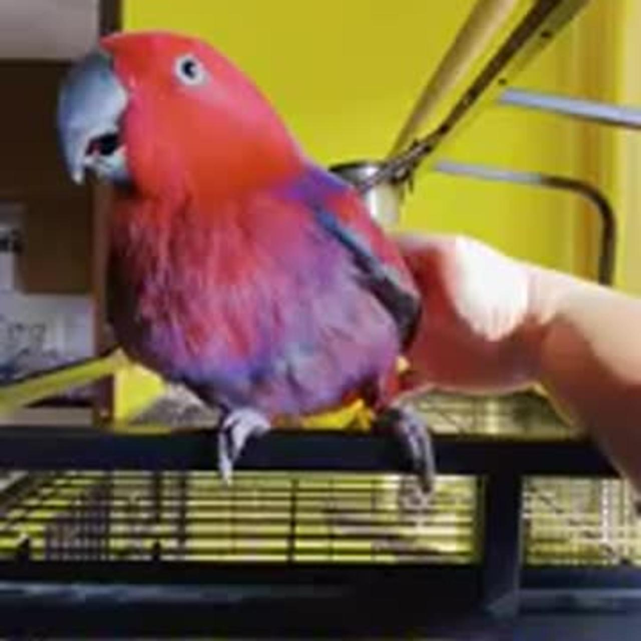 Parrot Sings Well-Known Phone Ringtone