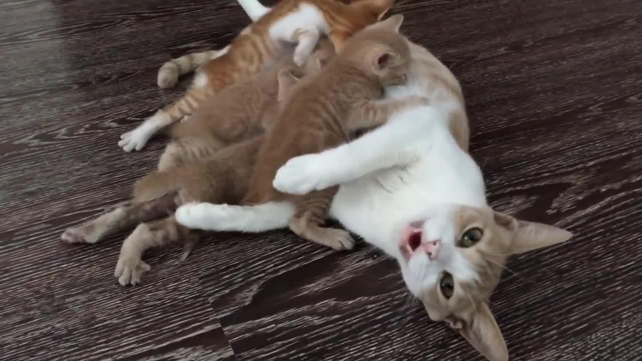 Mommy Cat Feeding Hungry Cute Kittens_ Nursing Mama _catvide