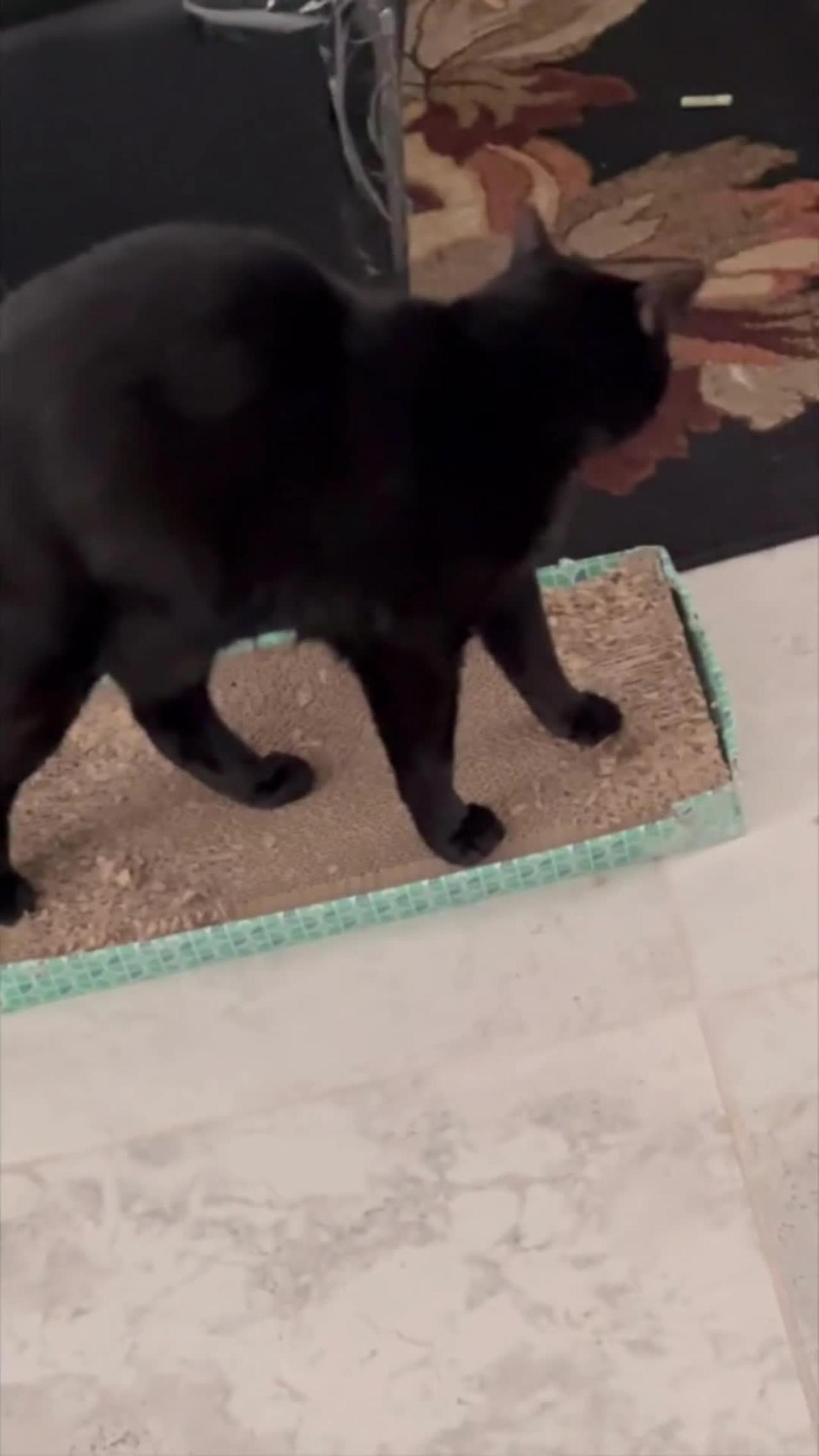 Adopting a Cat from a Shelter Vlog - Precious Piper Looks So Cute Sitting on Her Tuffet  #shorts