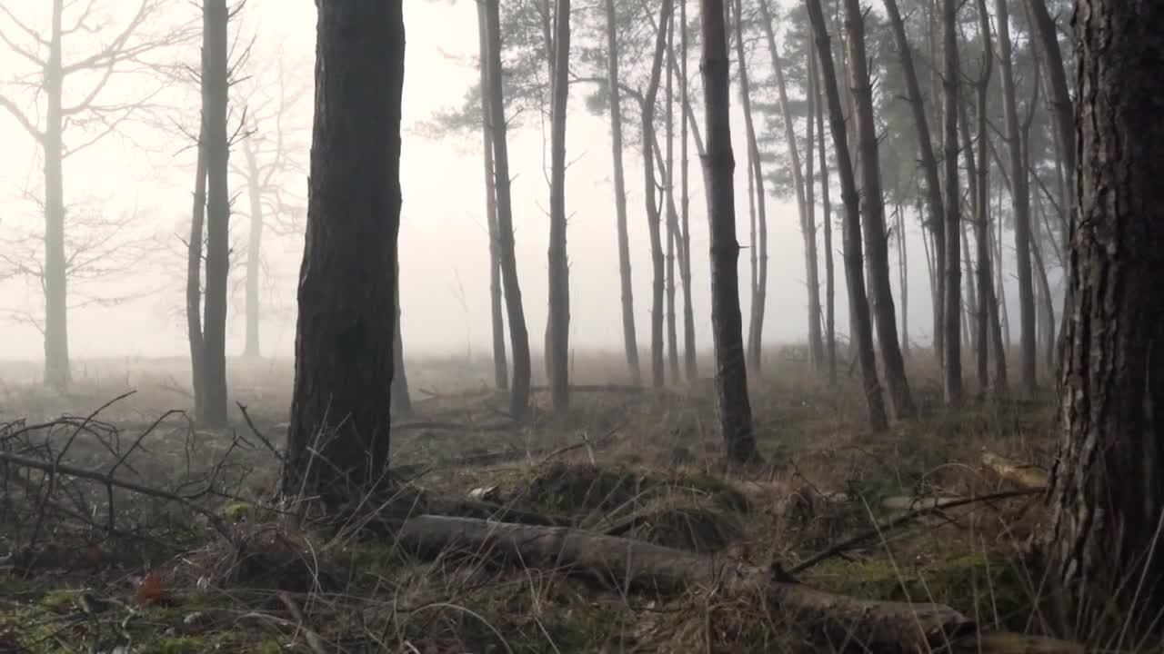 Beutiful forest