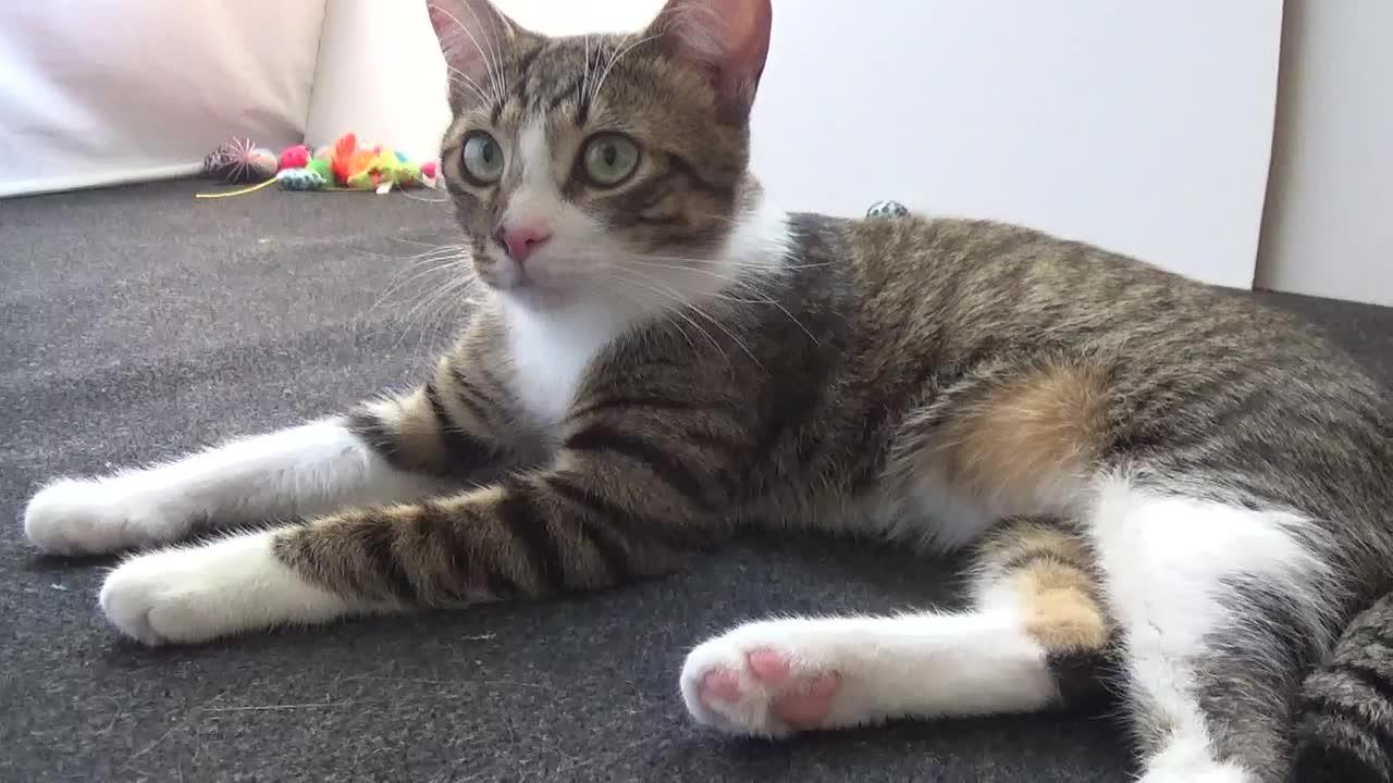 Cute Little Cat Yawns