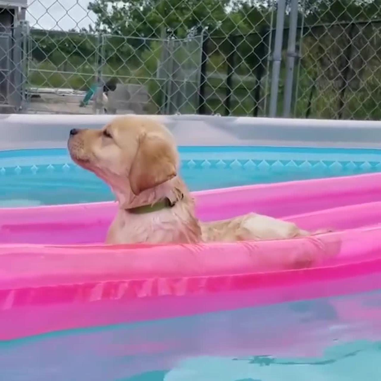 Funniest & cutest Labrador puppies #6 -funny puppy videos2022
