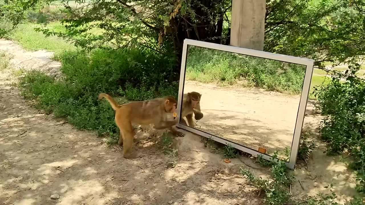 Dog🐕Mirror Prank