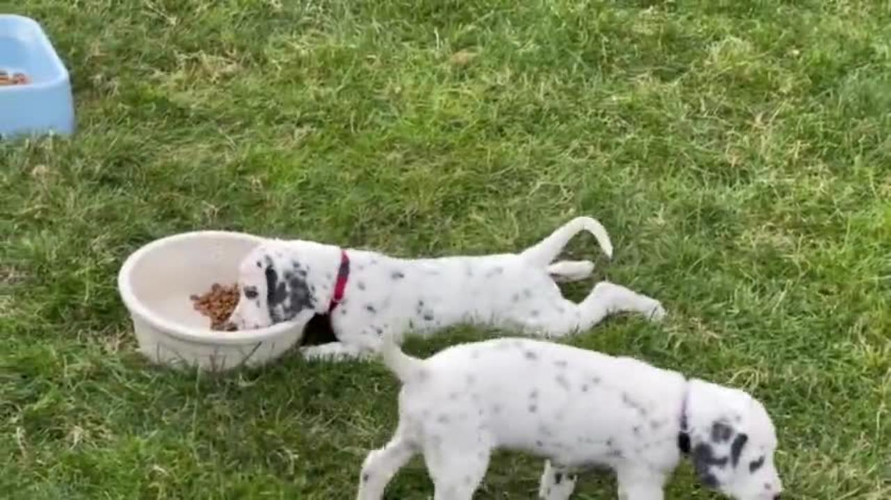 Dalmatian Puppy Shows Off Her Lazy Eating Style