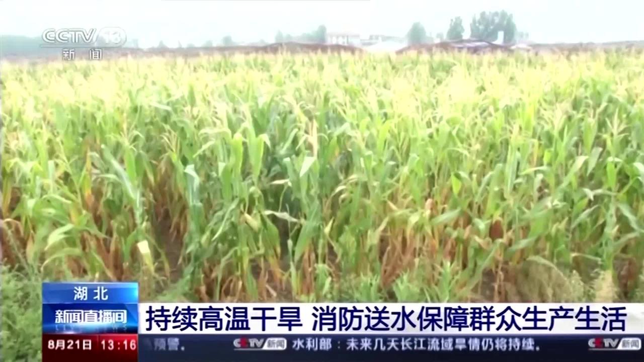 Fish die and crops wither in Chinese drought