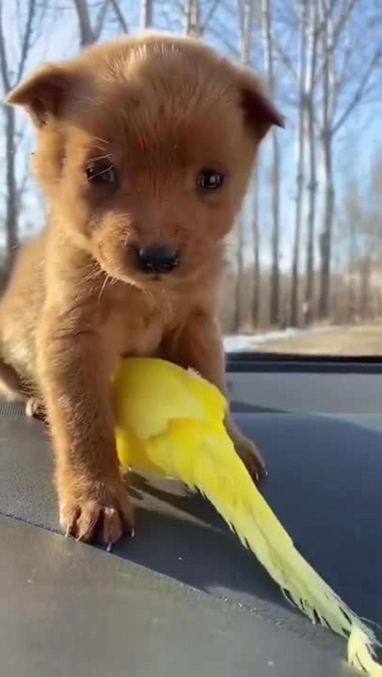 cute dog play with a beautiful parrot