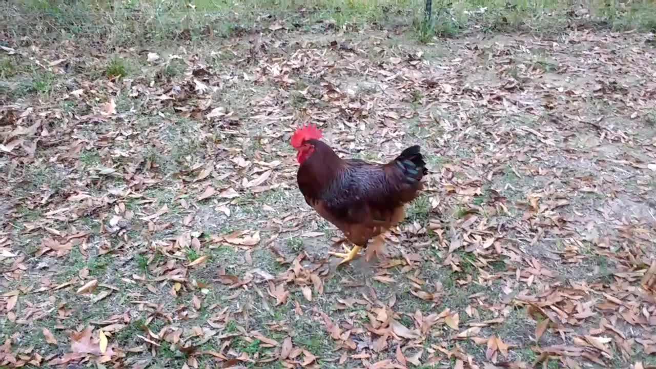 ASMR Pretty Boy Floyd the Rooster with his girls Rhode Island Red