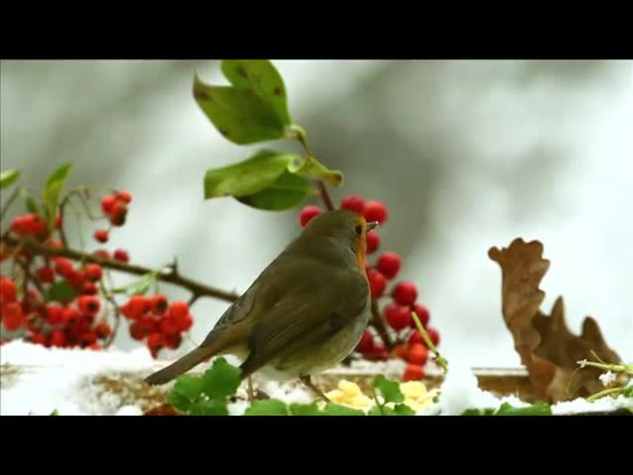 Cute Robin Bird Feeding│Funny Birds