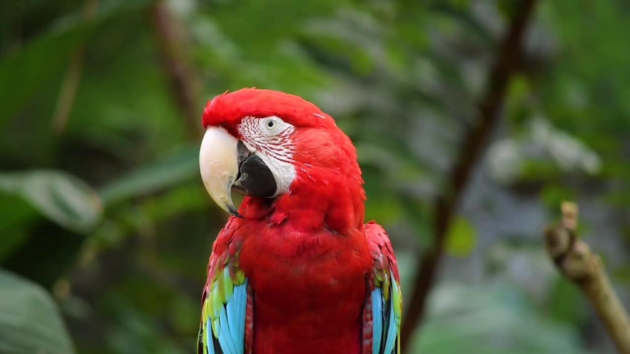 Looks Cute Red Parrot Bird