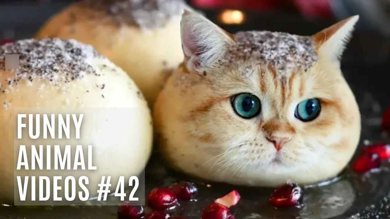 Funny Cat memes compilation of 2022 #42 - Funny Animal Videos