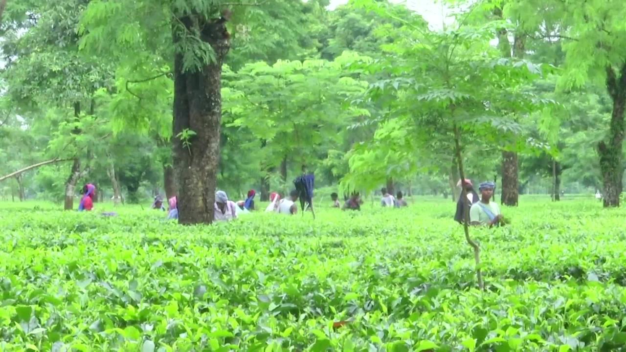 Weather changes hit tea production in eastern India