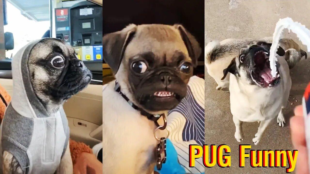 Pug Funny Moments - Cute Dog Videos _ Pets Funny