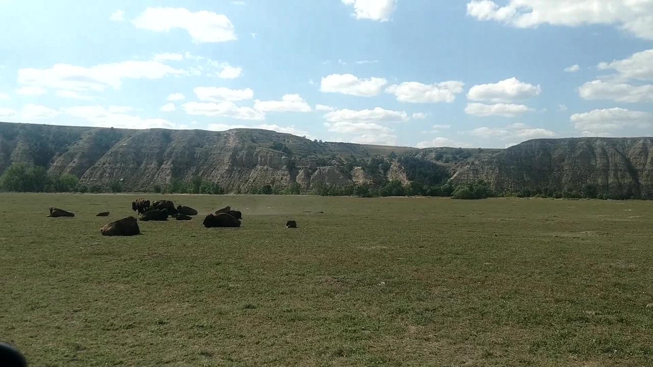 Bison herd at Theodore Roosevelt National Park
