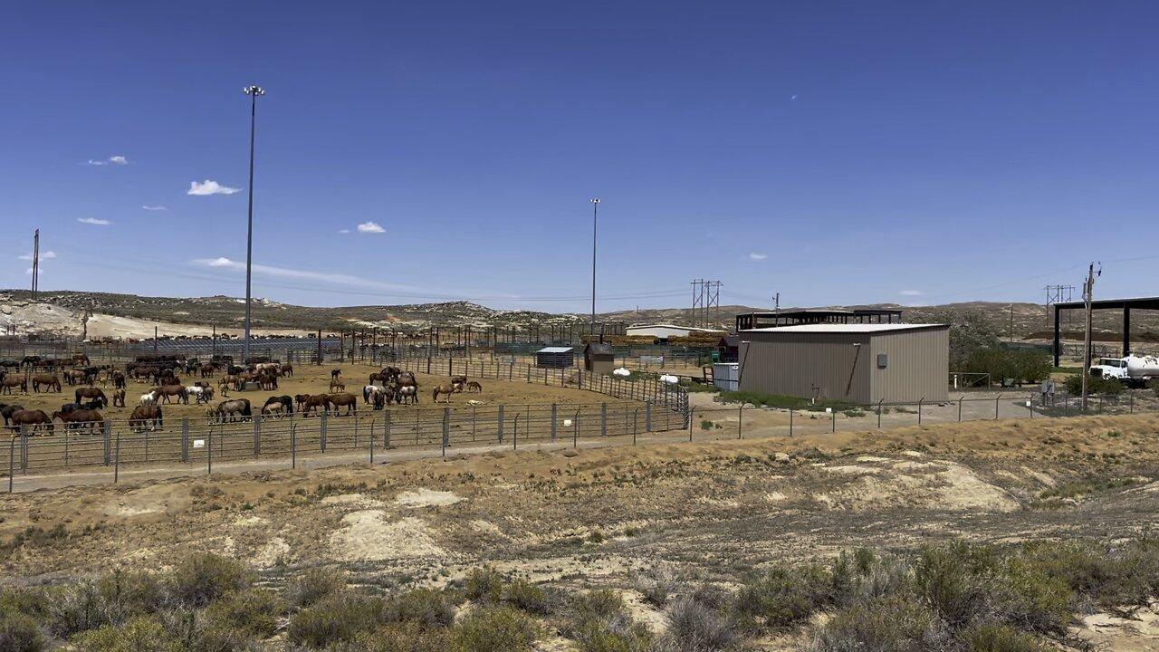BLM Cages Wild Horses