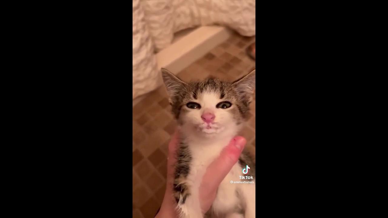 FUNNY CAT MEMES COMPILATION OF 2022
