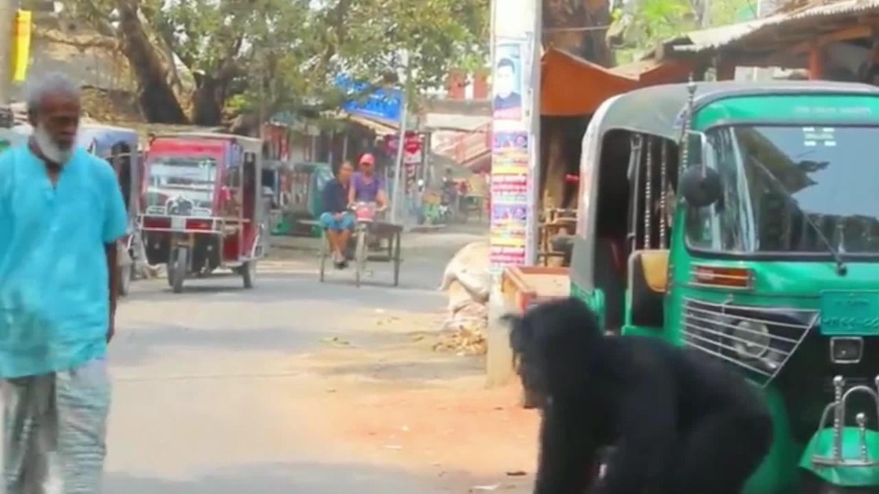 Will Indians get beaten for playing chimps to scare passers-by?