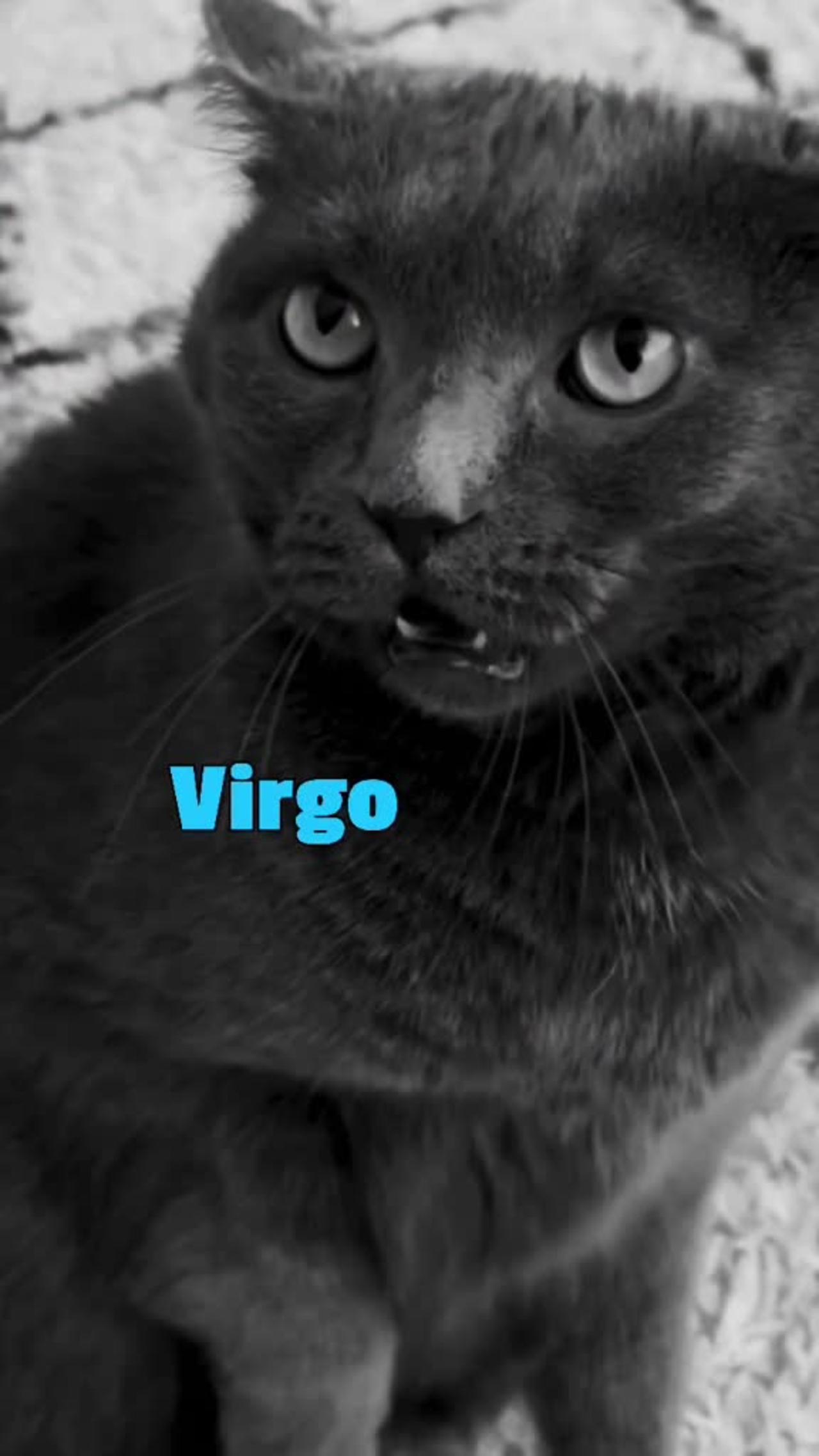 Cats behaving according to zodiac sign. 2022