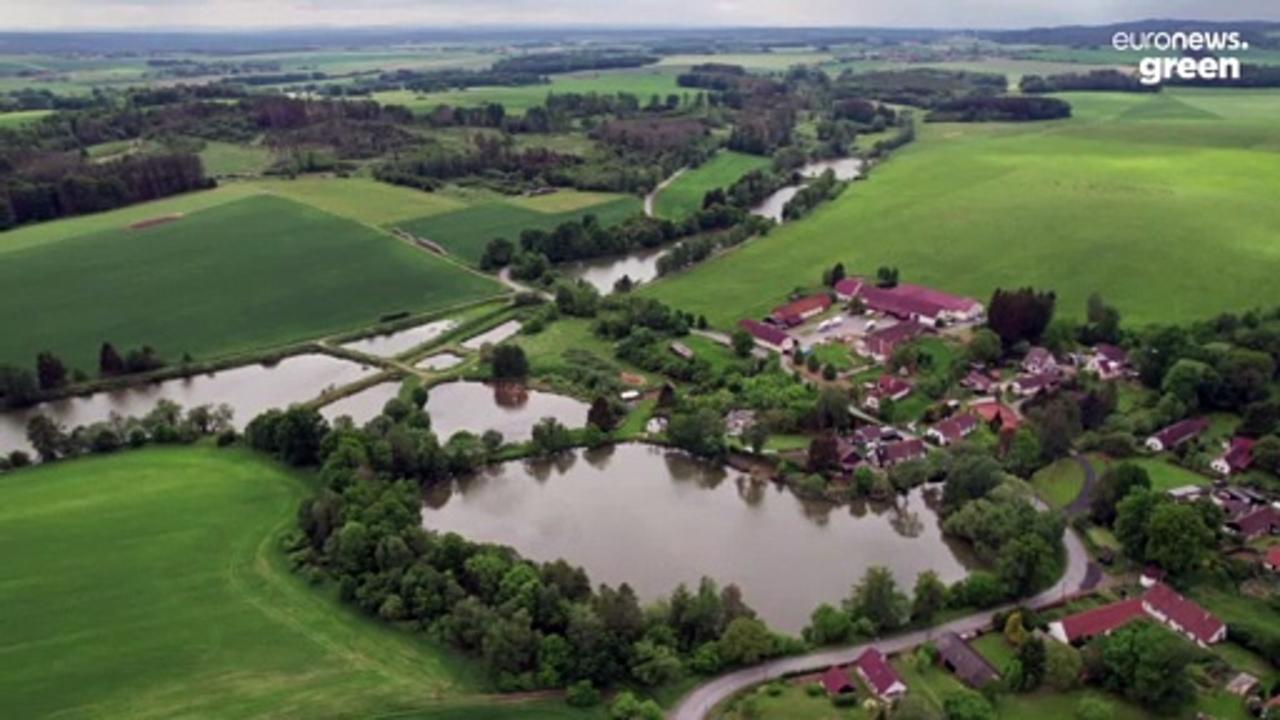 Eco-friendly tradition of fish pond farming in the Czech Republic