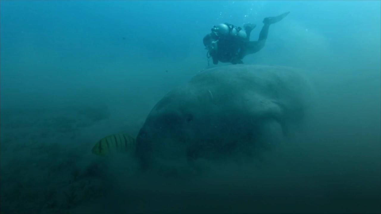 Dugong Becomes First Large Mammal Declared Extinct in China