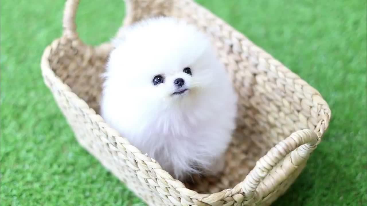Cute Pomeranian Puppies Doing Funny Things