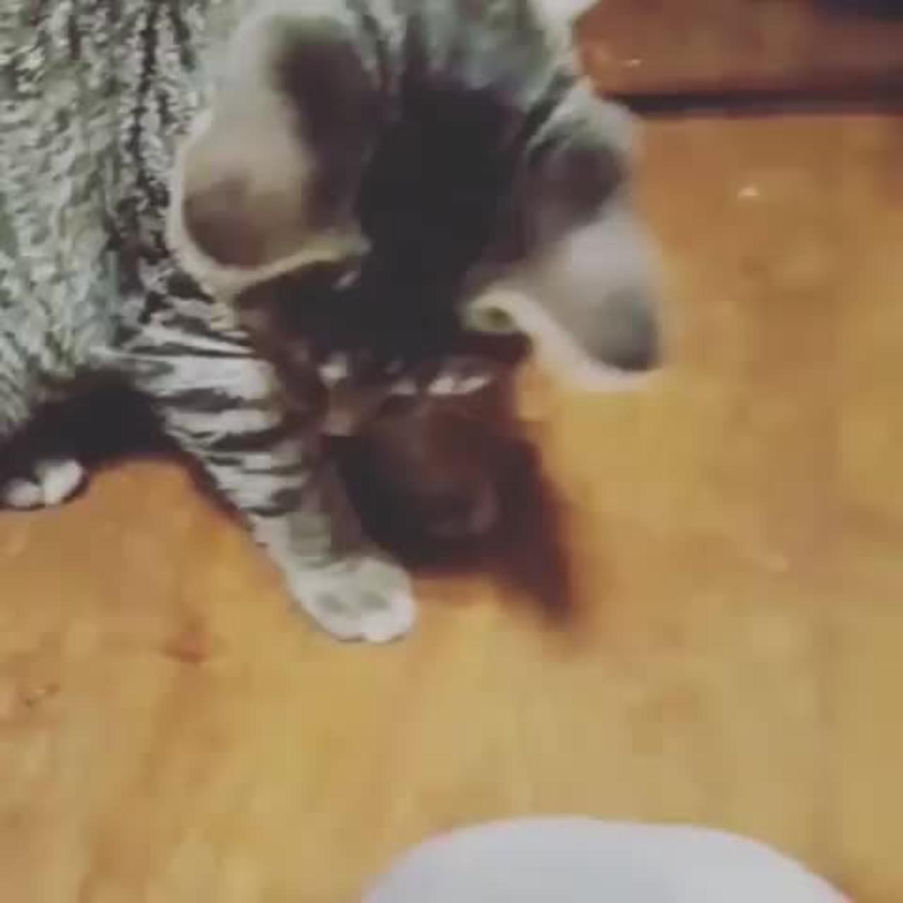 Kitten Eats A Bananna Pepper??