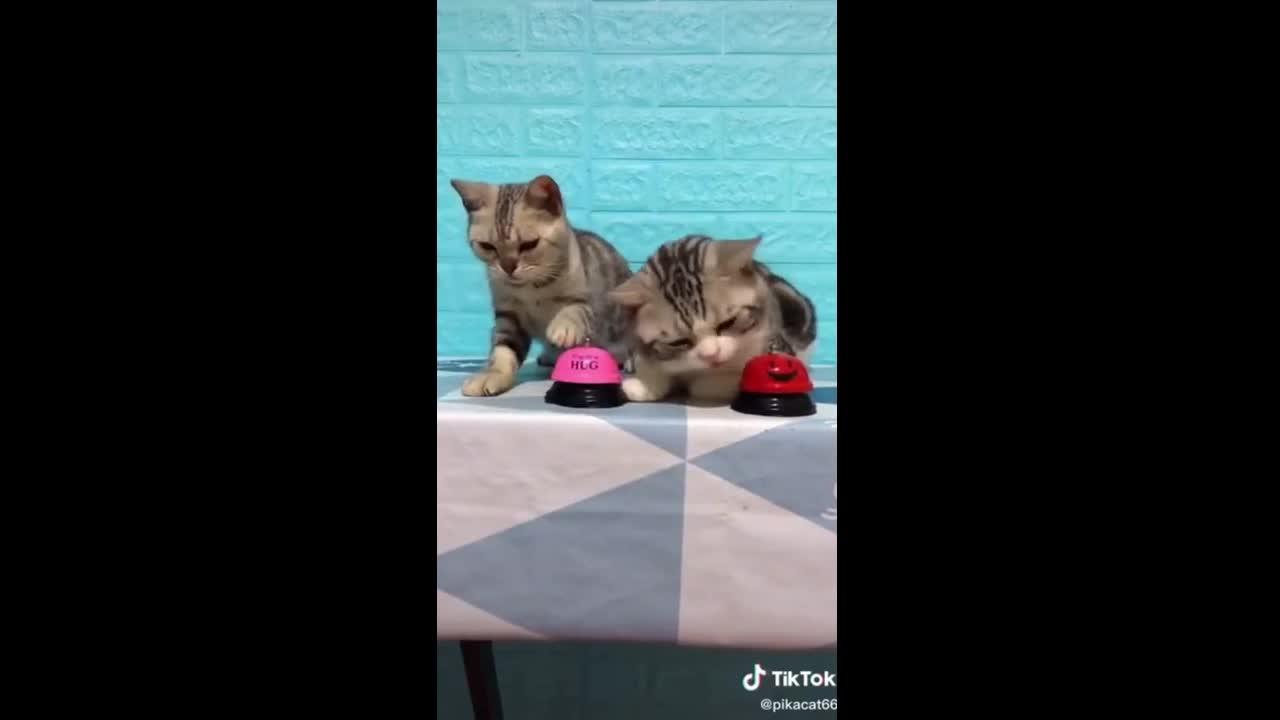 Cute cats playing !