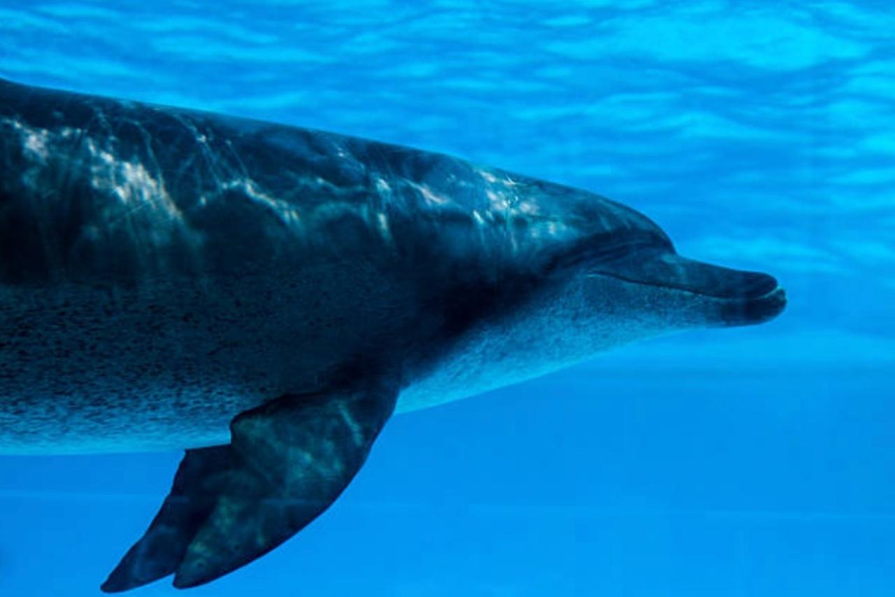 Worst Oil Spill in US History Linked With Abnormal Dolphin DNA