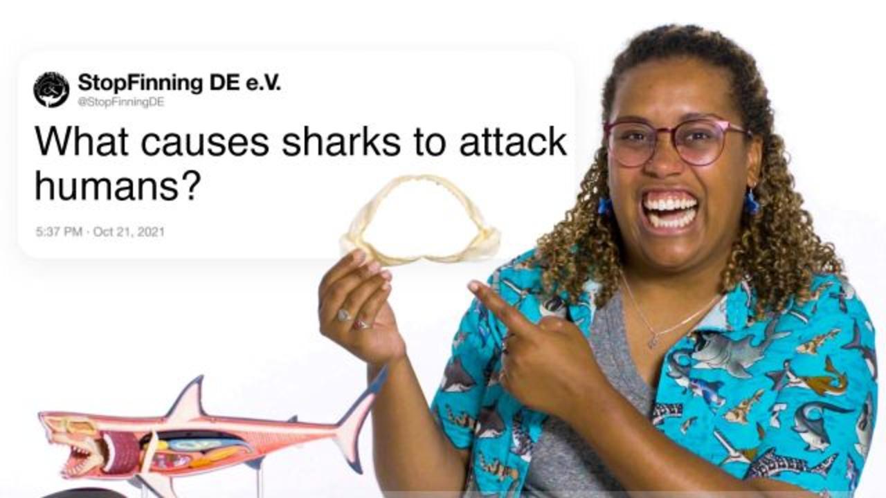 Marine Biologist Answers Shark Questions From Twitter