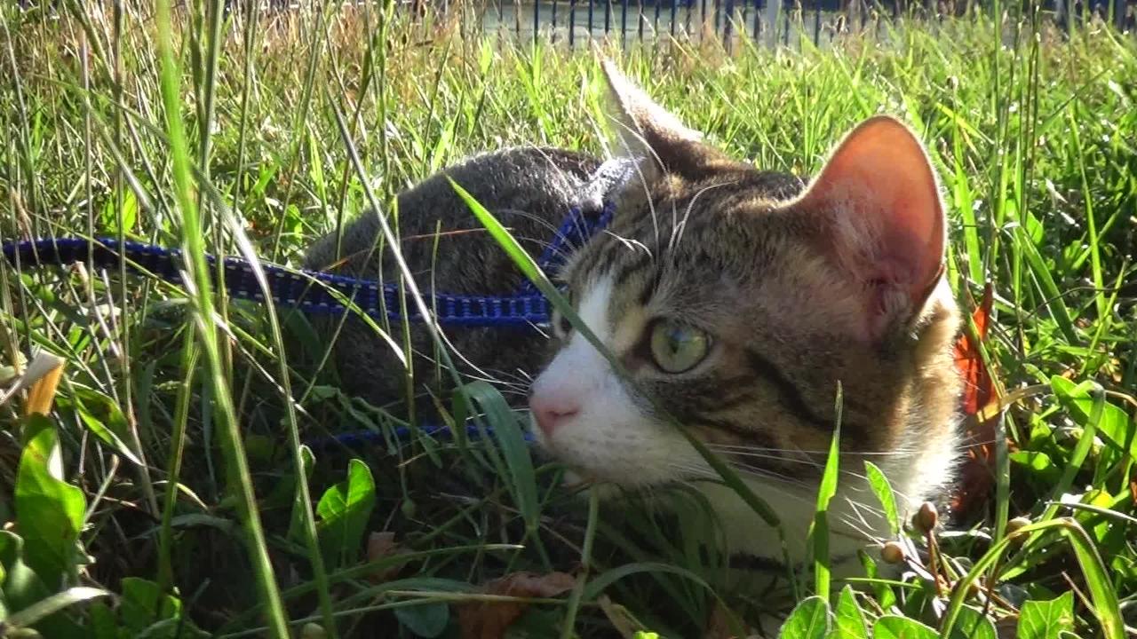 A Small Cat Sits in the Grass