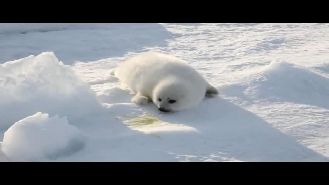 A Cute Baby Seal Look For Mother .