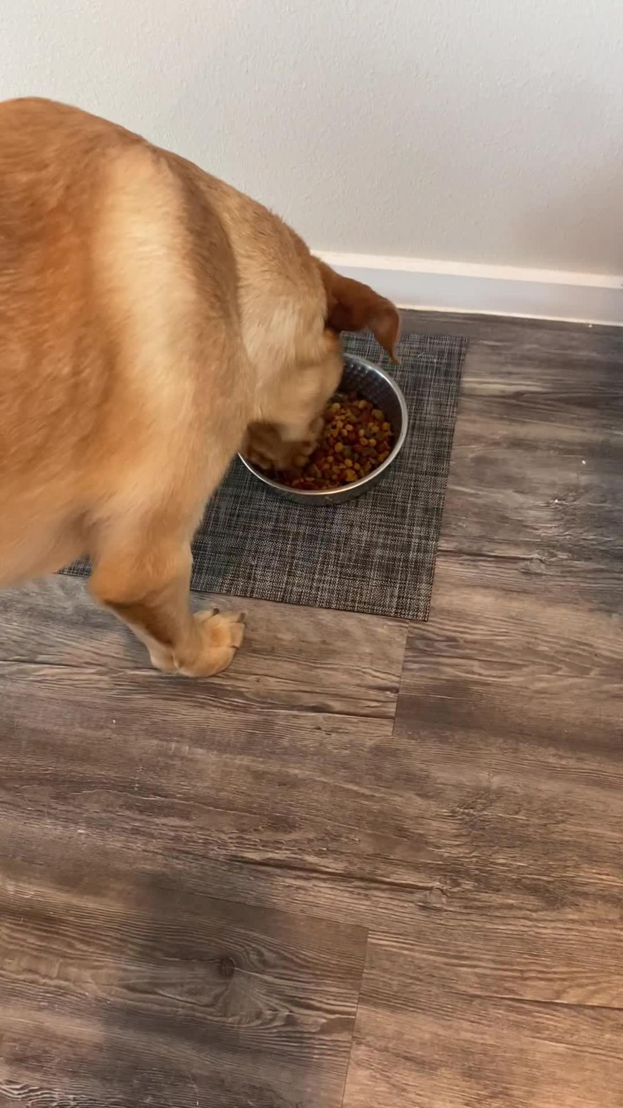 Pup Prays for Food