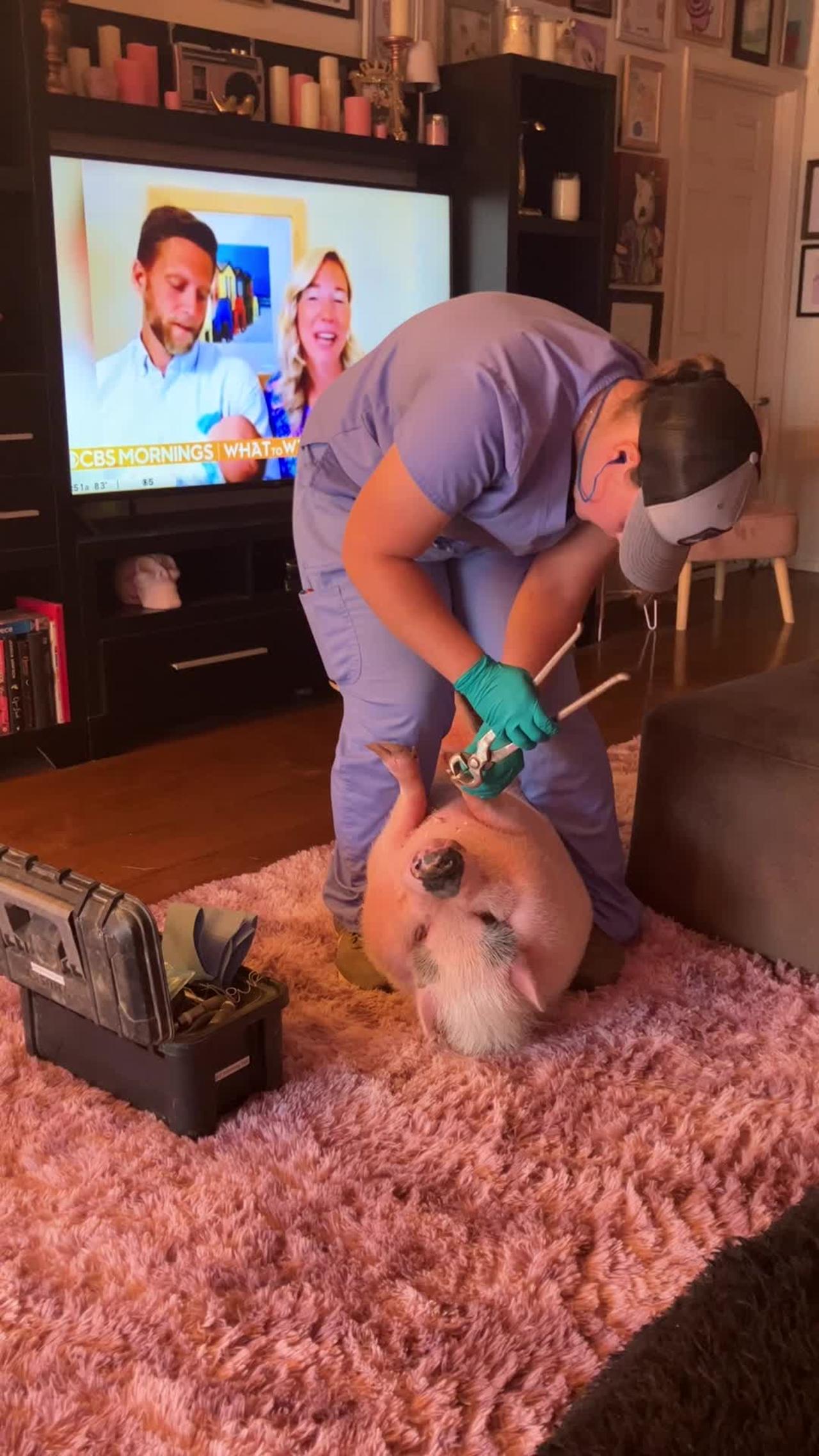 Piggy Smalls Gets His Nails Done