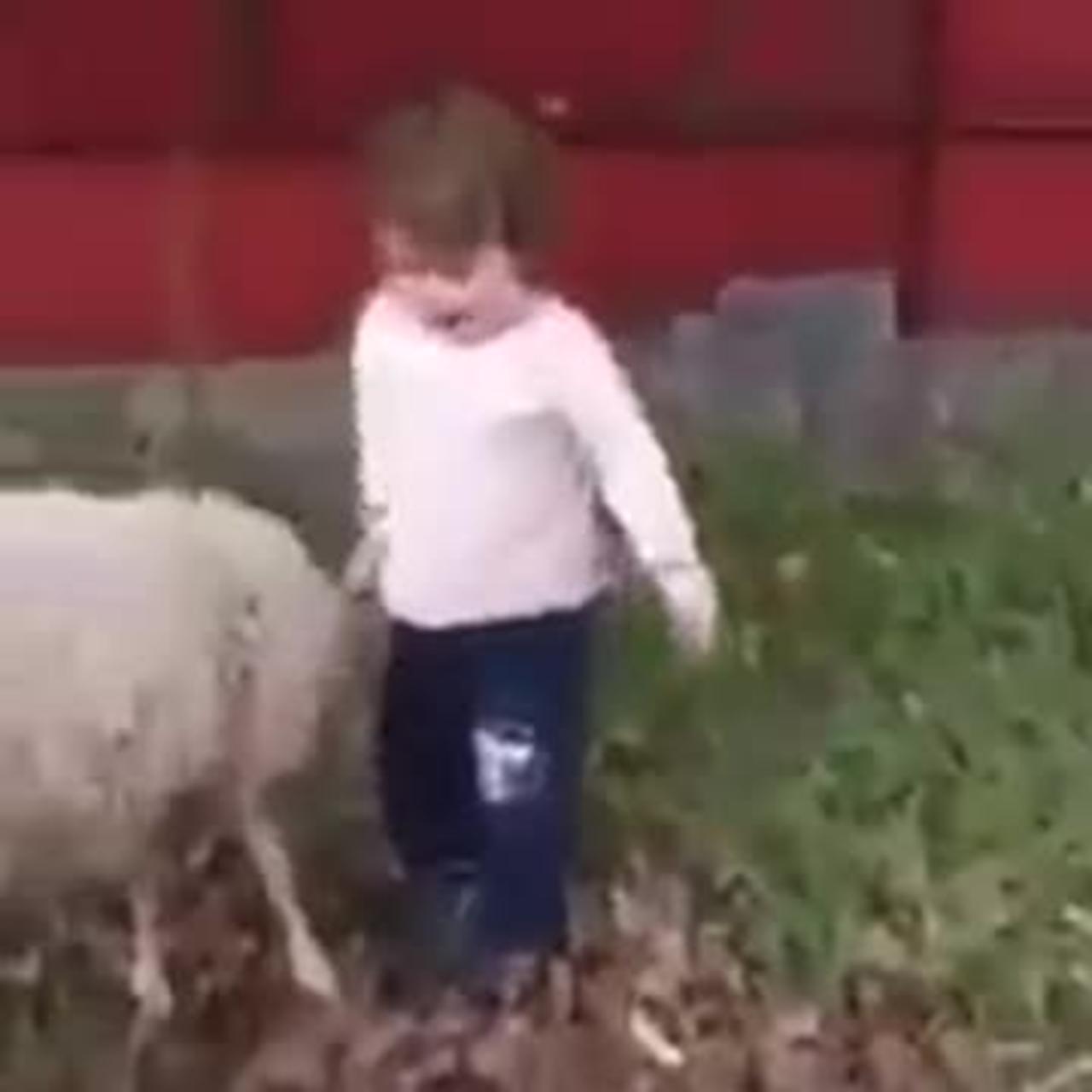 Cute baby playing with the Lamb😍😍😍
