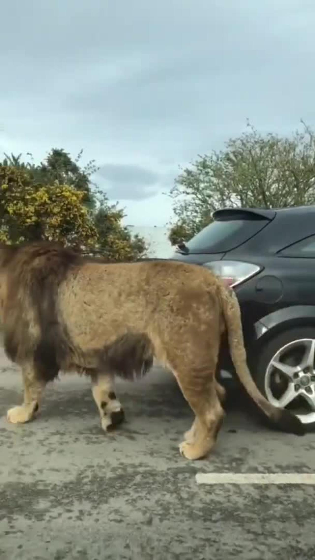 Lion on the road