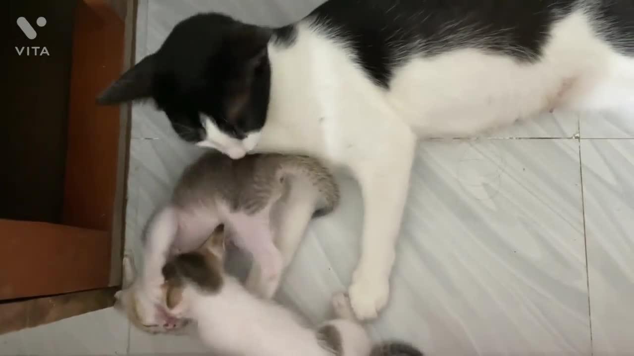 Cute kittens Playing with their Mother | Lovely kittens | Cute Kitty | Cat lovers