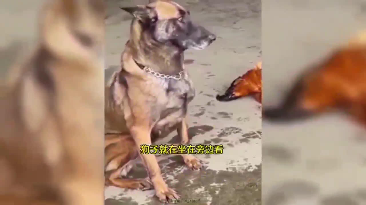 Funniest Dogs And Cats - Best Of The 2022 Funny Animal Videos (11)