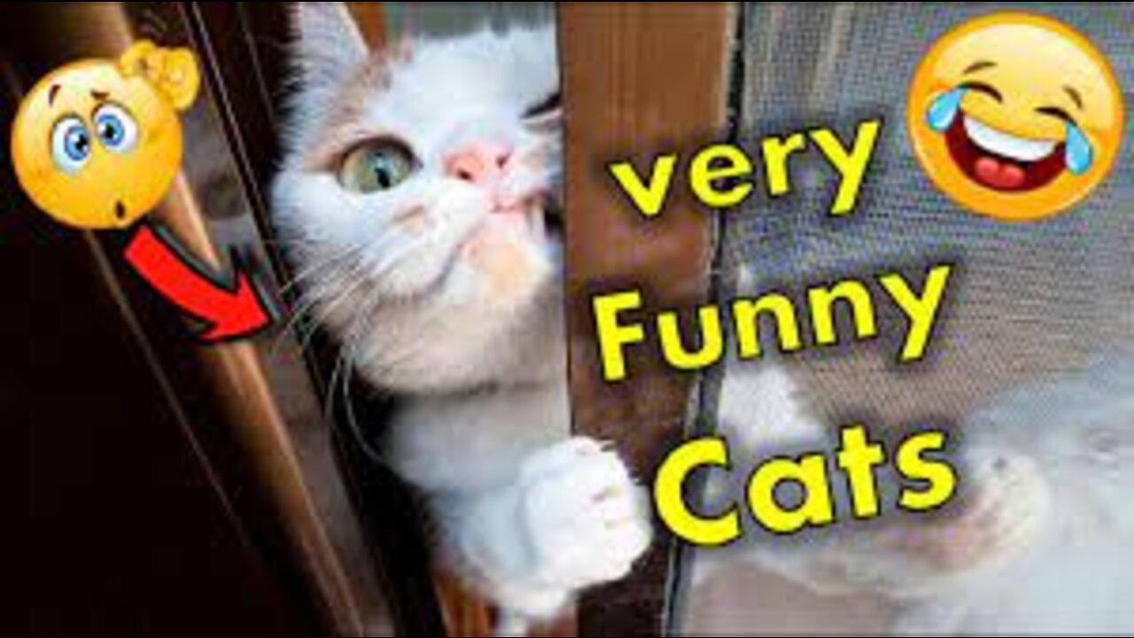 FUNNY CAT MEMES COMPILATION OF 2022 PART 2