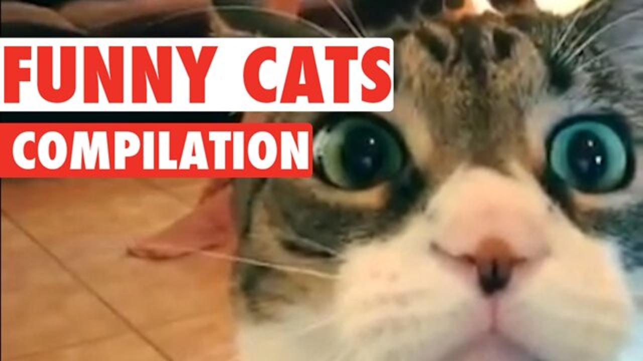 FUNNY CAT MEMES COMPILATION OF 2022 PART 3