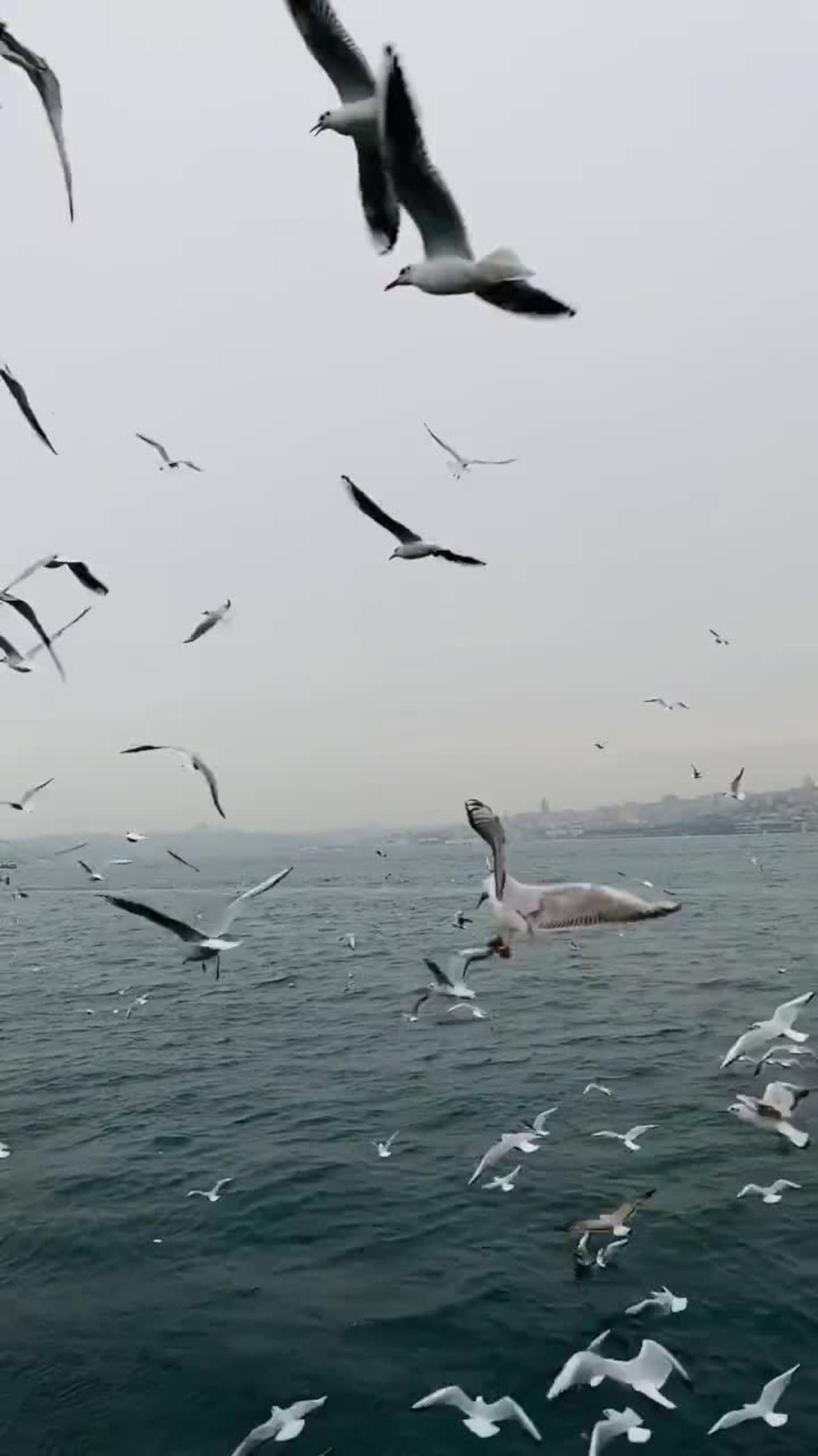 How Beautiful Birds are flying over the see?