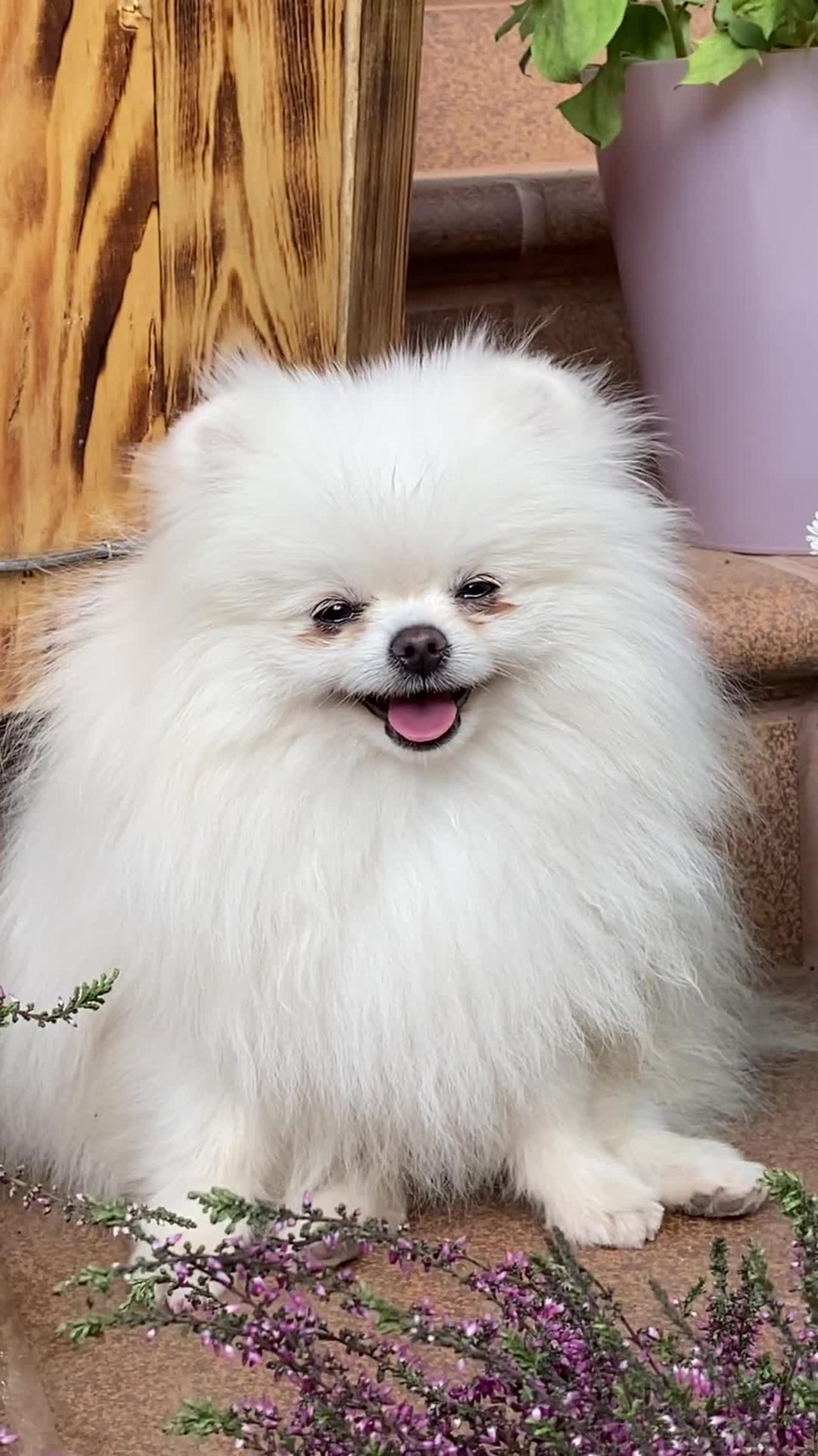 Just A Cute Little Fluffy White Dog