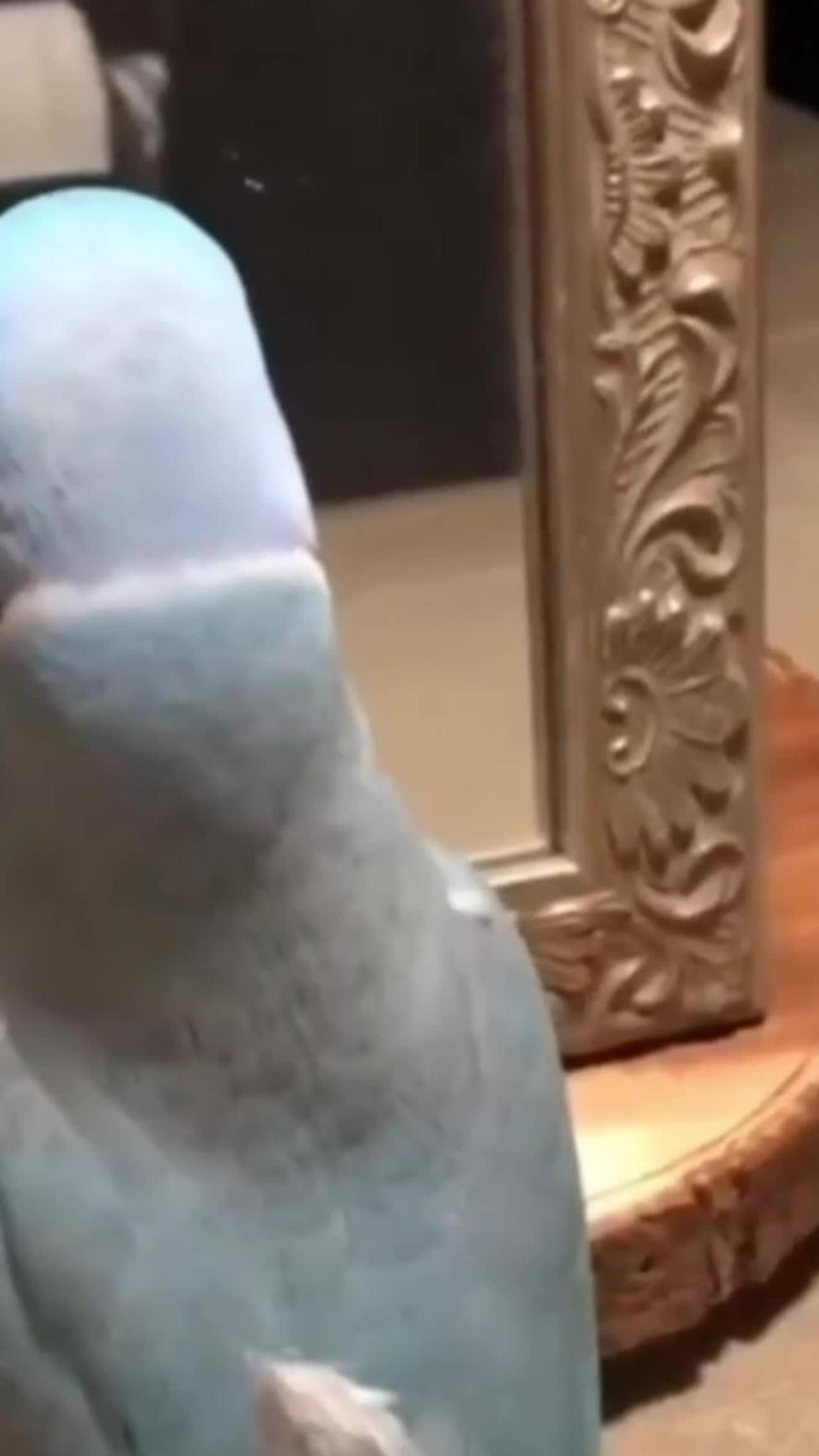Cute parrot 🦜 funny kissing videos Funniest parrot ever