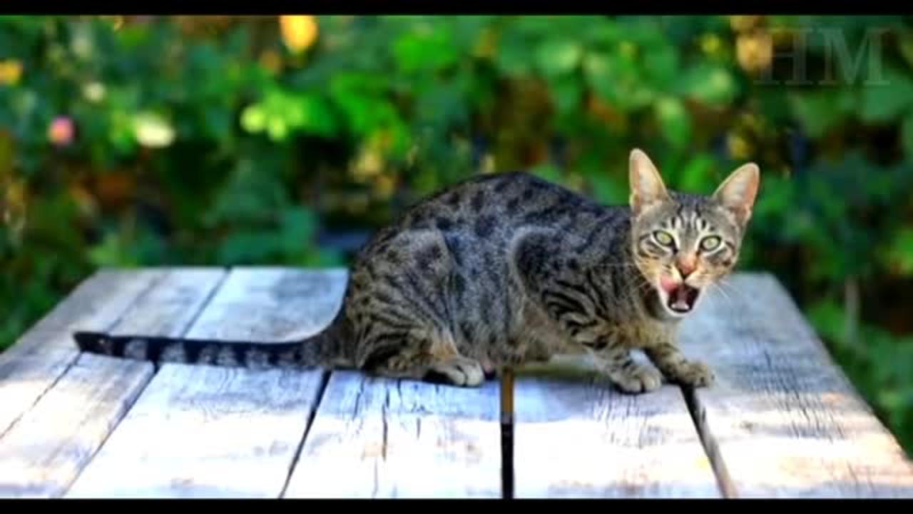 Funny Cute Cat Videos