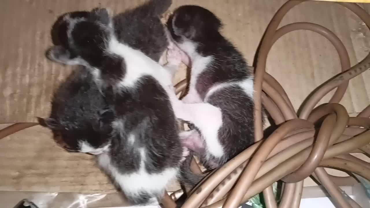 New Born Cat Baby,Cute Kitten Baby,