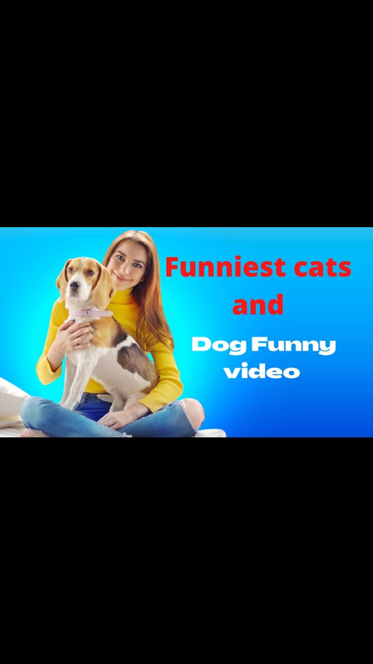 Funniest cats and dogs video funny video