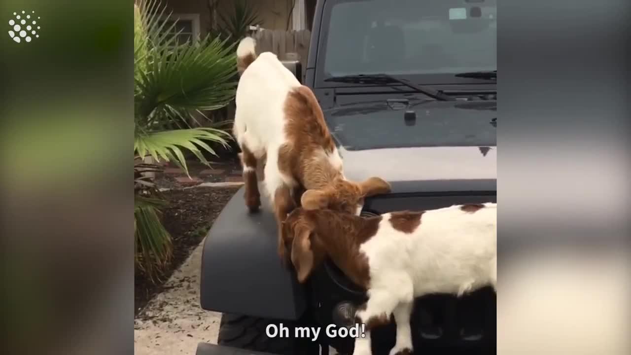 Top Viral Animal Videos