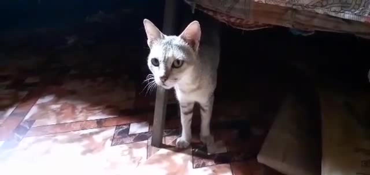 Cat Videos Funny Short